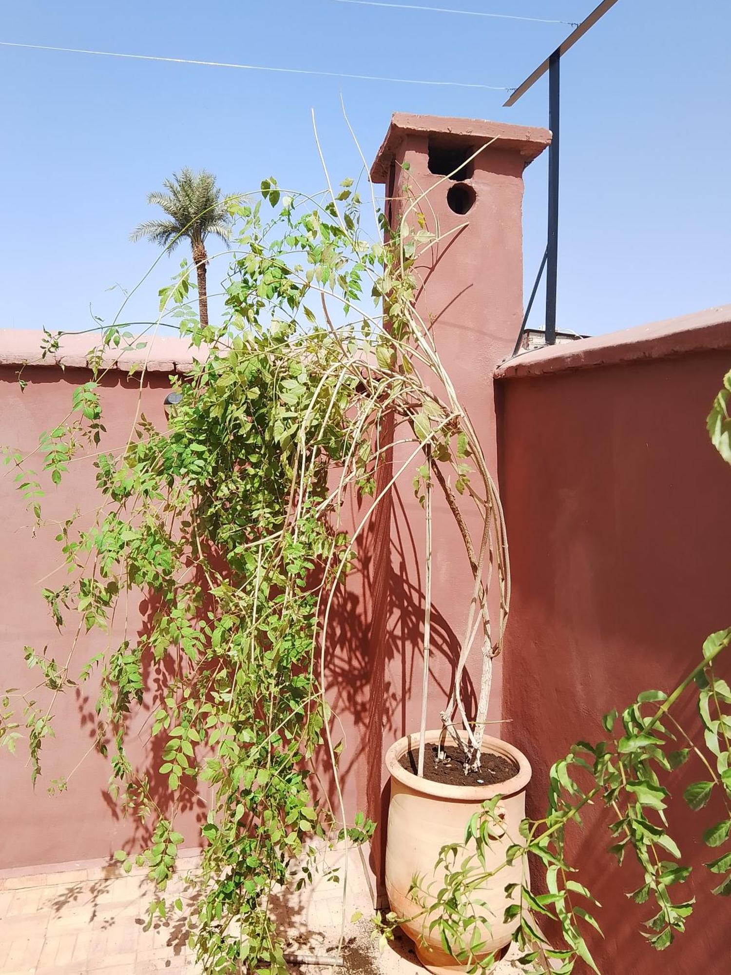 Riad Paquerette Marrakesh Exteriör bild
